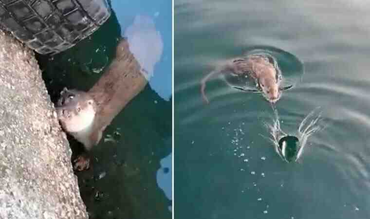 Bursa’da görüntülendi… “Gel pisi pisi” diye çağırdı