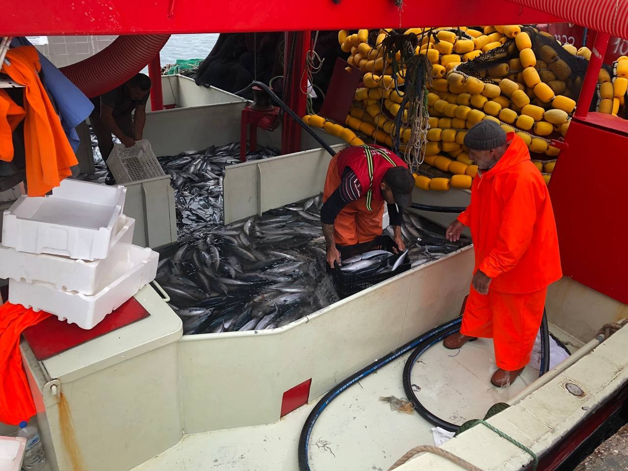 Bandırma’da palamut akını devam ediyor