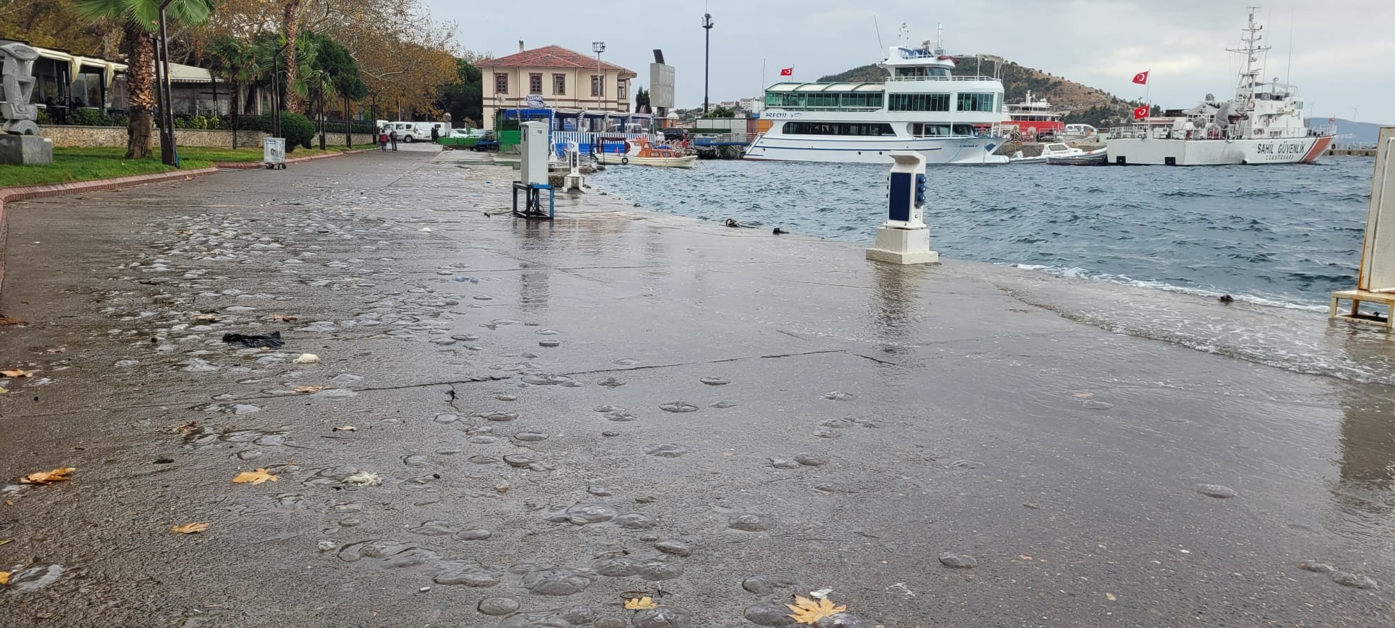 Lodos deniz analarını karaya savurdu