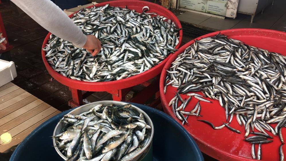 Hamsinin fiyatı yükseldi