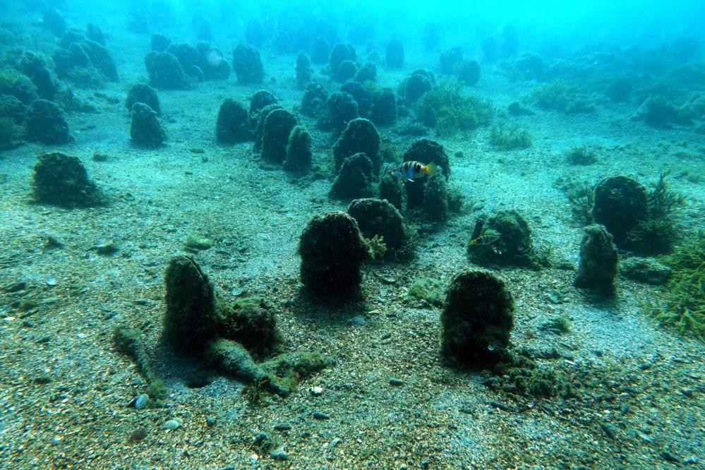 Marmara’da ‘Pina’ seferberliği başlıyor
