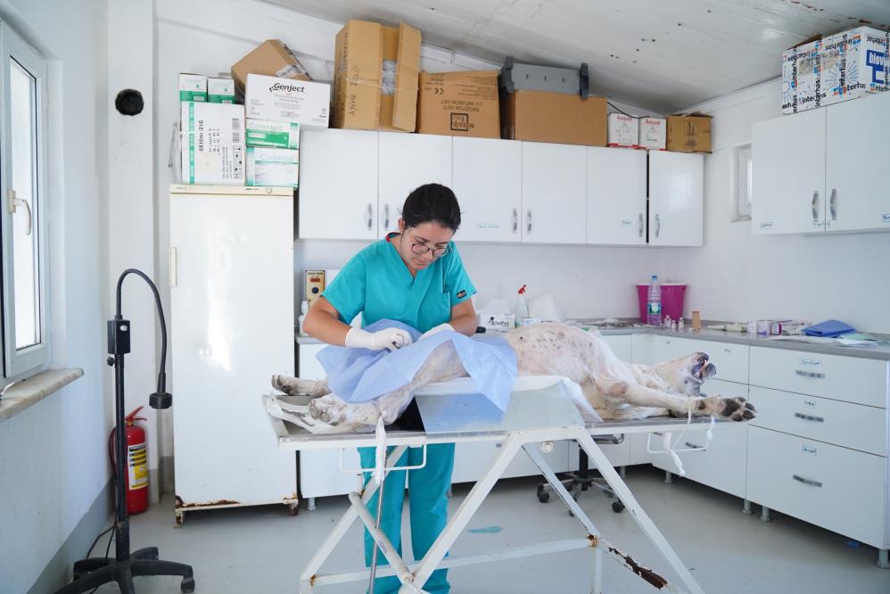 Ayvalık Belediyesi, sokaktaki canların yanında