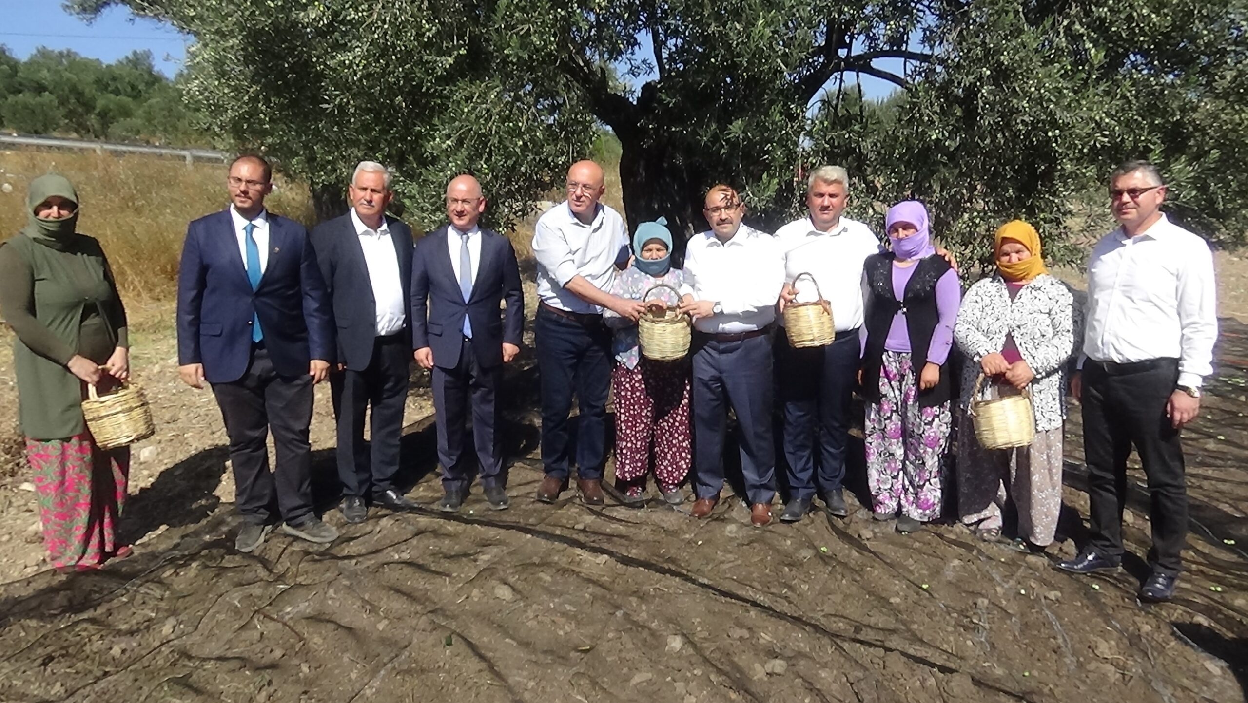 Yılın ilk zeytin hasadı ve zeytinyağı üretimi Ayvalık’ta yapıldı