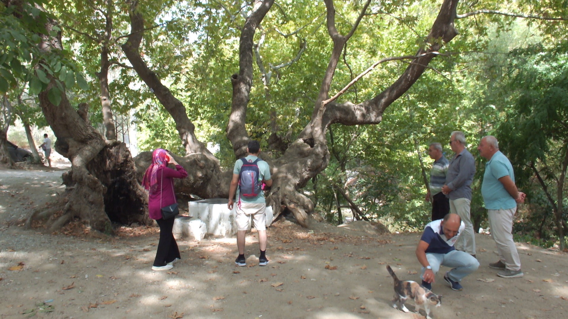Kazdağında 750 yıllık çınar ağacı ilgi odağı oldu