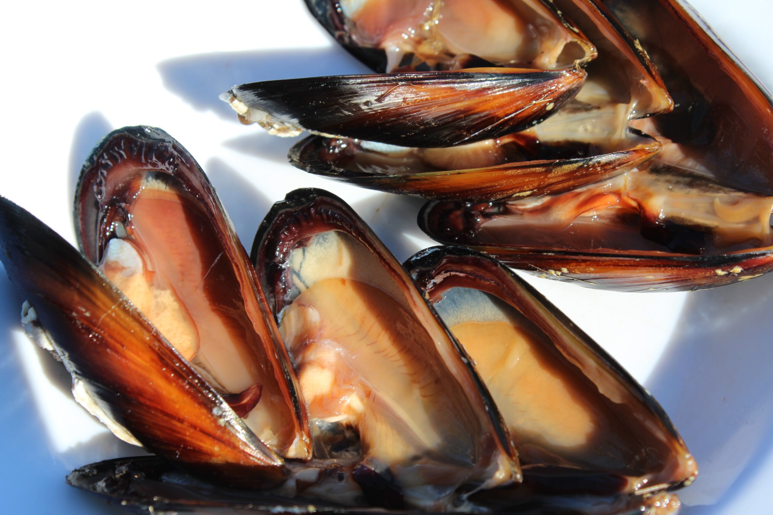 Balıkesir, Türkiye’yi midyeye doyuruyor