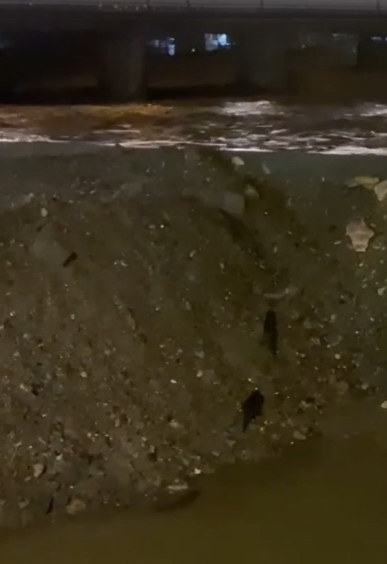 Sürüklenen su samurları Gönen Çayı’na koştu