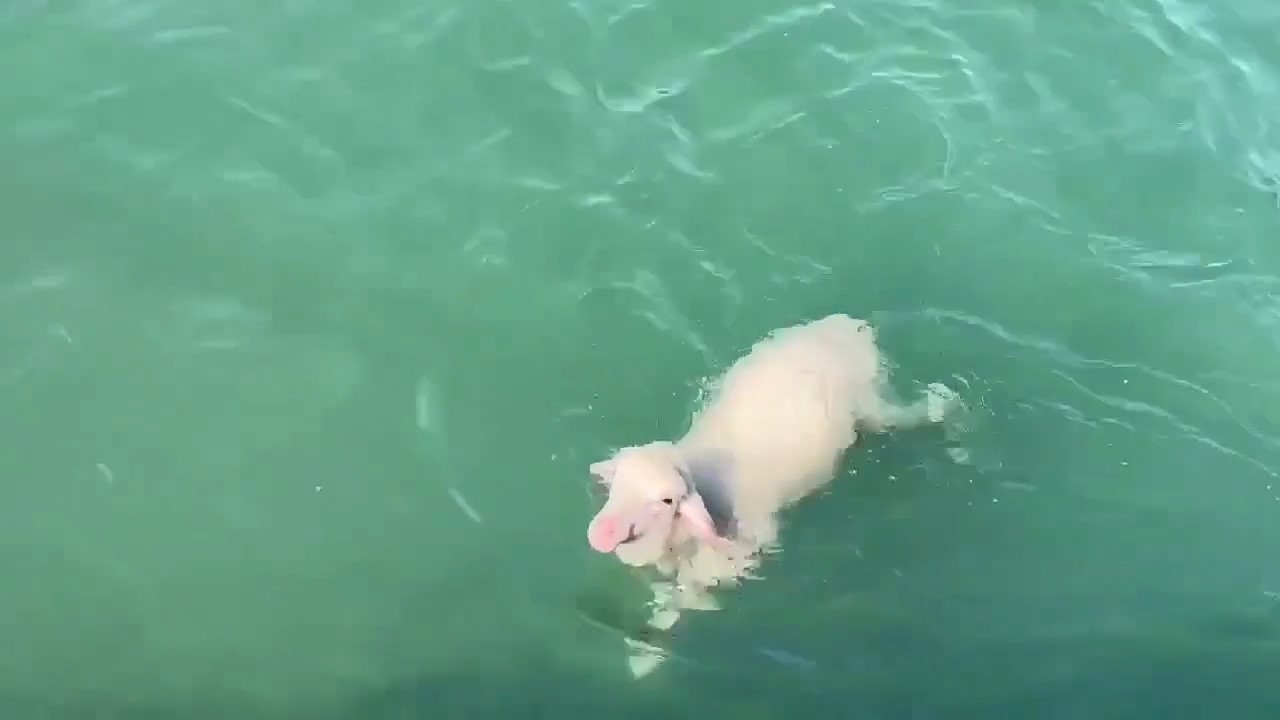 Denizde sürüklenen kuzuyu Sahil Güvenlik kurtardı